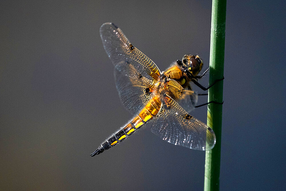 Four Spotted Chaser Dragonfly (Libellula quadrimaculata), Anderton Nature Reserve, Cheshire, England, United Kingdom, Europe