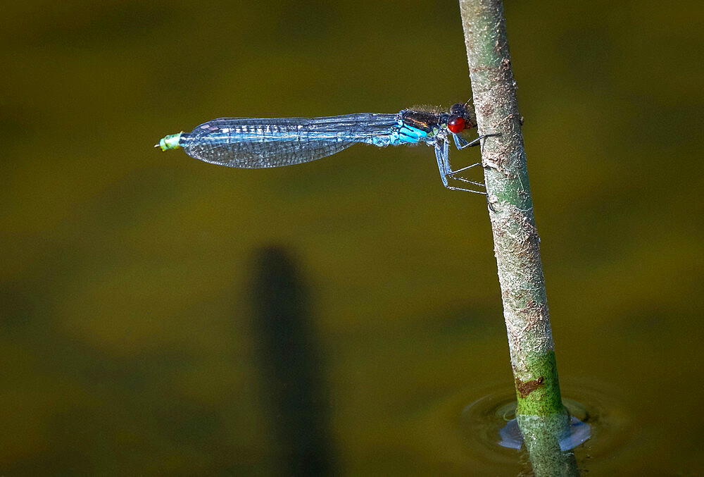 Red Eyed Damselfly (Erythromma najas), Anderton Nature Reserve, Cheshire, England, United Kingdom, Europe