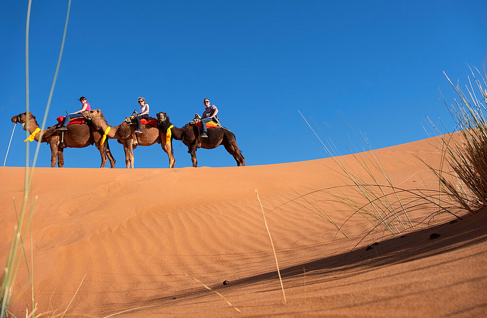 Tourists riding camels in the Erg Chebbi Desert, Sahara Desert, Morocco, North Africa, Africa