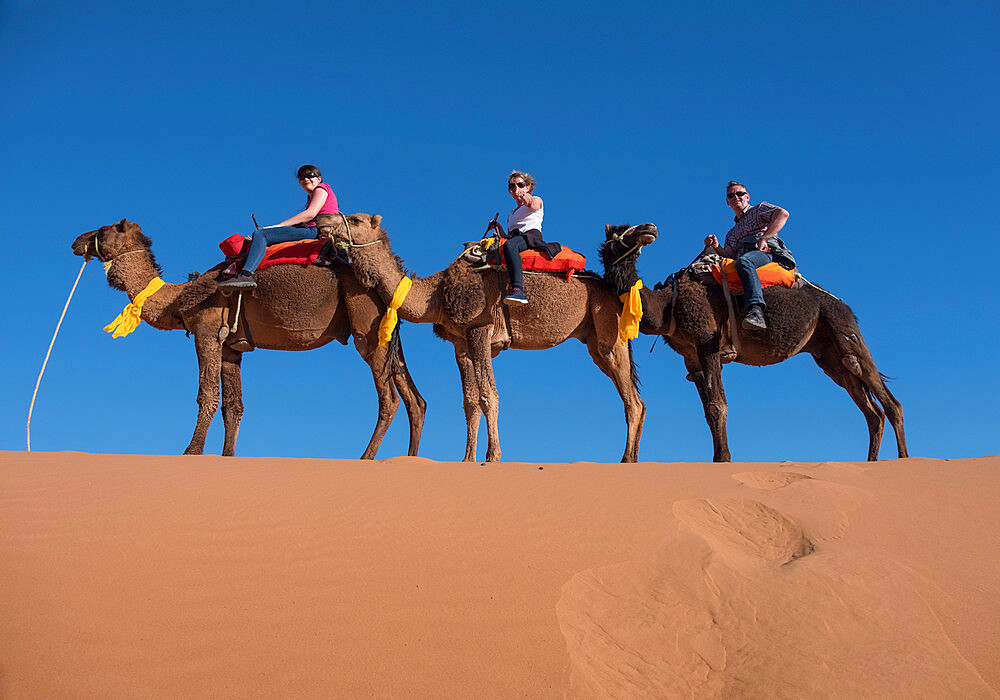 Tourists riding camels in the Erg Chebbi Desert, Sahara Desert, Morocco, North Africa, Africa