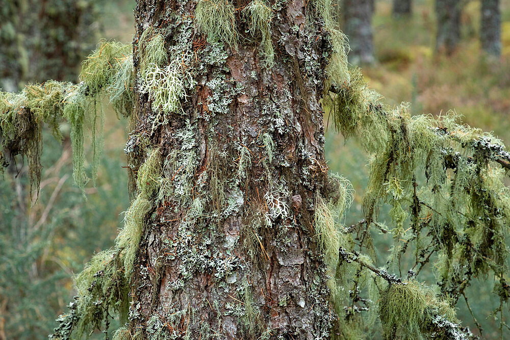 Tree covered in Old Mans Beard Lichen (Usnea filipendula), Black Isle peninsula, Cromarty, Scottish Highlands, Scotland, United Kingdom, Europe