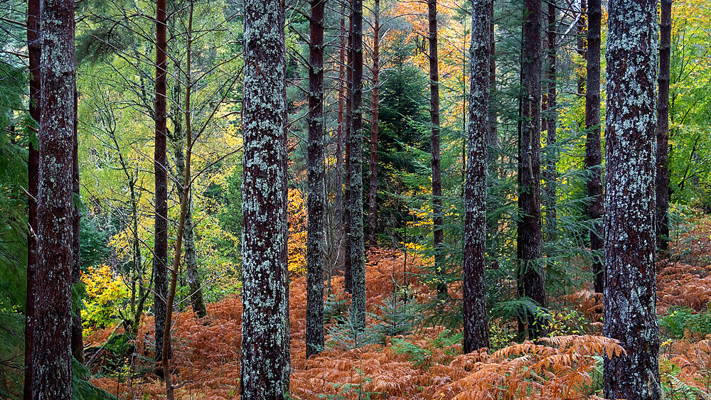 Autumn Colours in Lael Forest, near Ullapool, Ross and Cromarty, Scottish Highlands, Scotland, United Kingdom, Europe