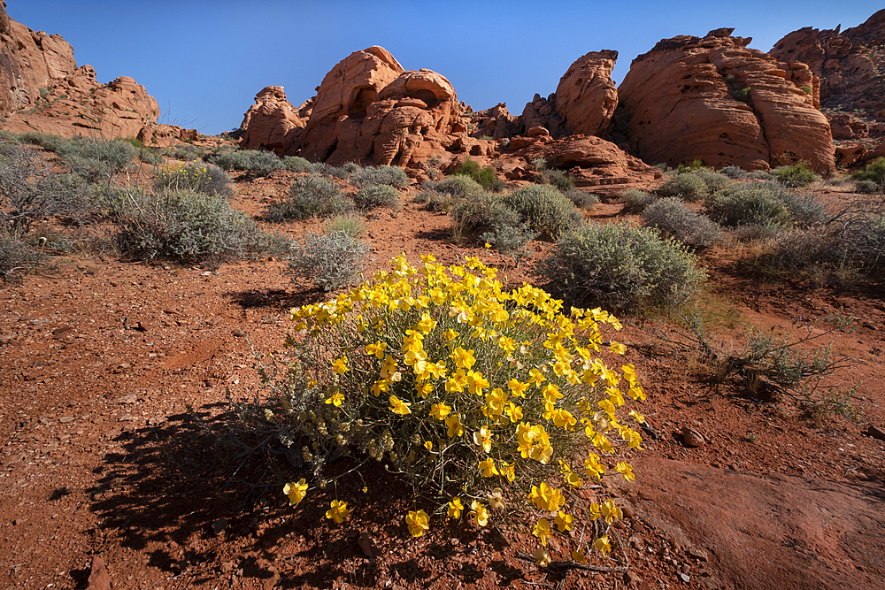 Whitestem Paperflower (Psilostrophe cooperi) (Cooper's Paperflower) (Paper Daisy) (Paper Flower), in desert environment, Valley of Fire State Park, Nevada, United States of America, North America