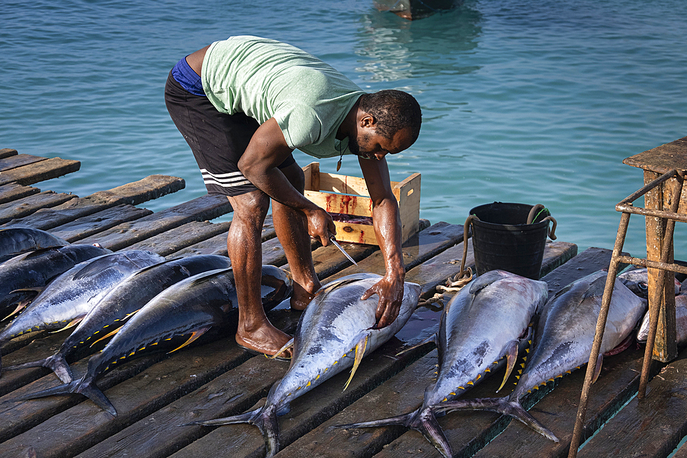 Local Fisherman preparing Yellow Fin Tuna (Thunnus albacares)cCatch, Santa Maria Jetty, Santa Maria, Sal, Cape Verde Islands, Atlantic, Africa