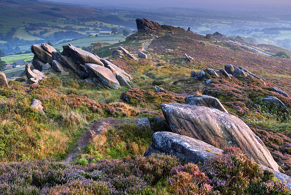 Ramshaw Rocks and purple heather moorland in summer, near Leek, Peak District National Park, Staffordshire Moorlands, Staffordshire, England, United Kingdom, Europe