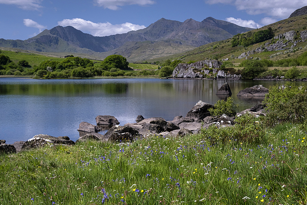 Bluebells and wildflowers beside Llynnau Mymbyr backed by the Mount Snowdon (Yr Wyddfa) and the Snowdon Horseshoe, Dyffryn Mymbyr, Snowdonia National Park (Eryri), North Wales, United Kingdom, Europe