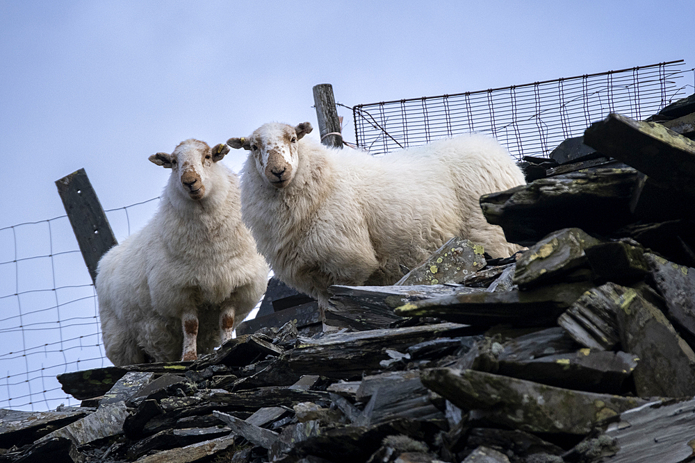 Two Welsh Mountain Sheep at Croesor Mine, Cwm Croesor, Snowdonia National Park, Eryri, North Wales, UK