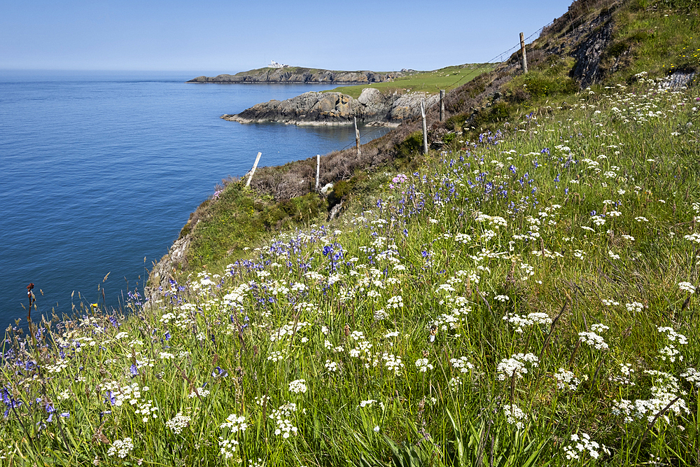 Sea of Wildflowers, Cow Parsley (Anthriscus sylvestris) and Bluebells (Hyacinthoides non-scripta) on the Anglesey Coastal path looking to Point Lynas Lighthouse in spring, near Amlwch, Isle of Anglesey, North Wales, UK