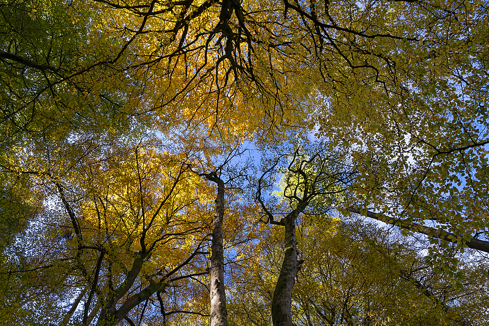 Beech Woodland Tree Canopy in autumn, Tanat Valley, Powys, Wales, UK