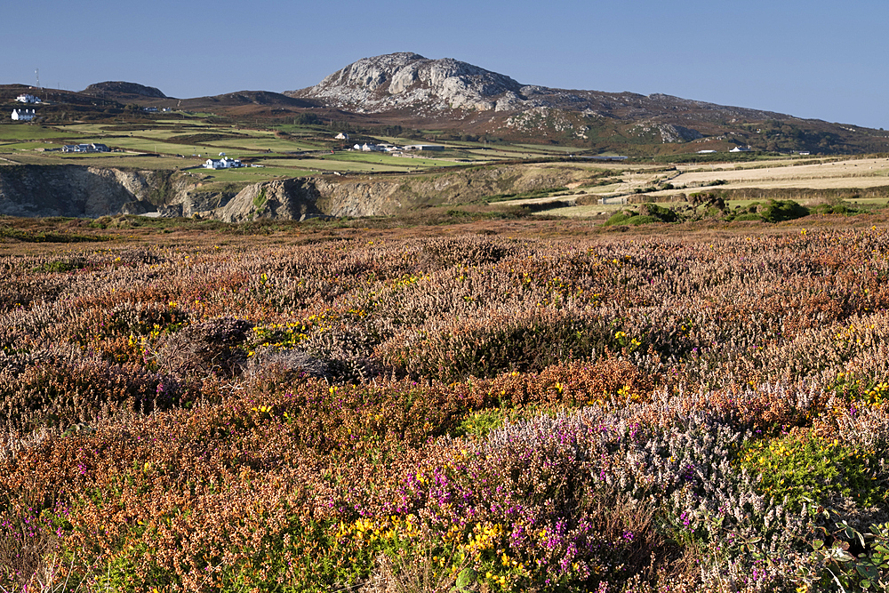 Ling Heather (Calluna vulgaris) on The Range in summer looking to Holyhead Mountain, South Stack Nature Reserve, Isle of Anglesey, North Wales, UK