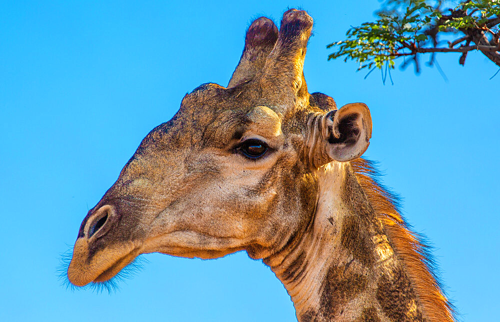 Giraffe in Welgevonden Game Reserve, Limpopo, South Africa, Africa