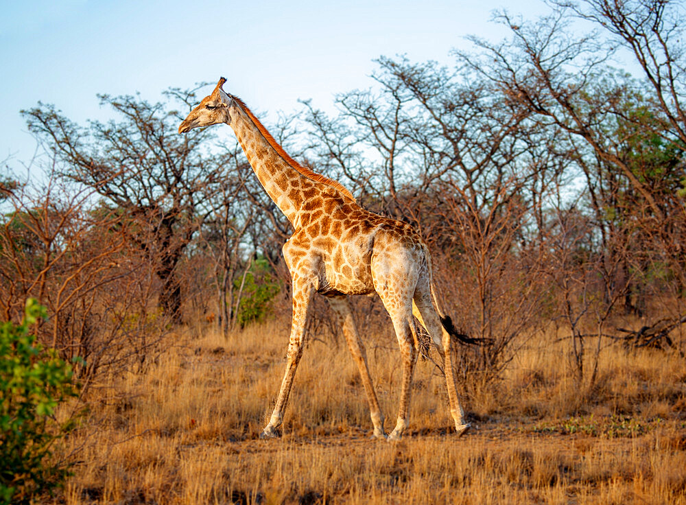 Giraffe, Welgevonden Game Reserve, Limpopo, South Africa, Africa