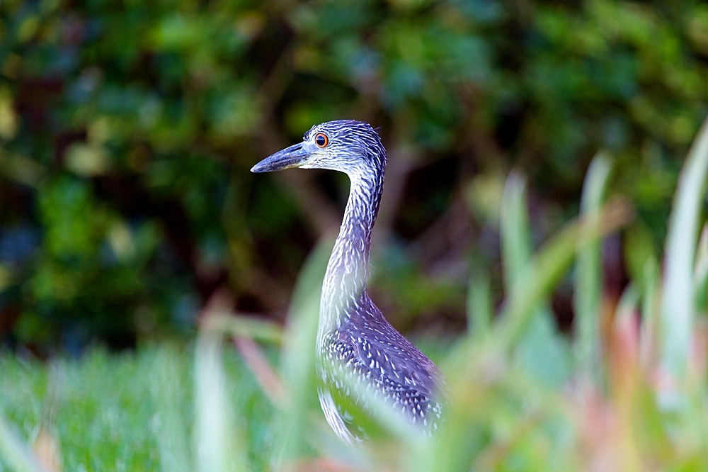 Juvenile Yellow Crowned Night Heron, Bermuda, Atlantic, Central America