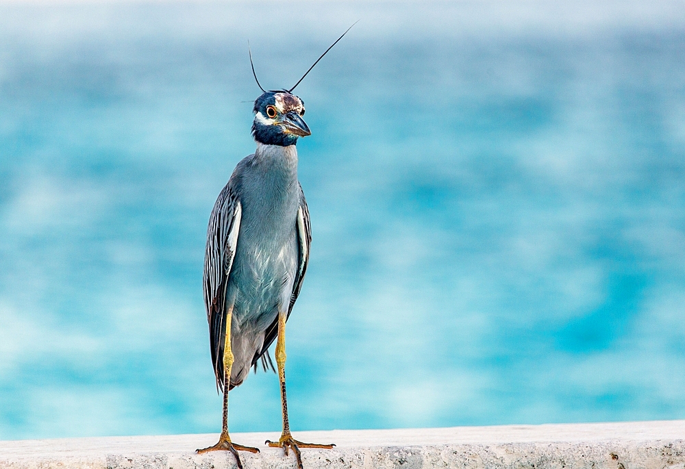 Yellow Crowned Night Heron