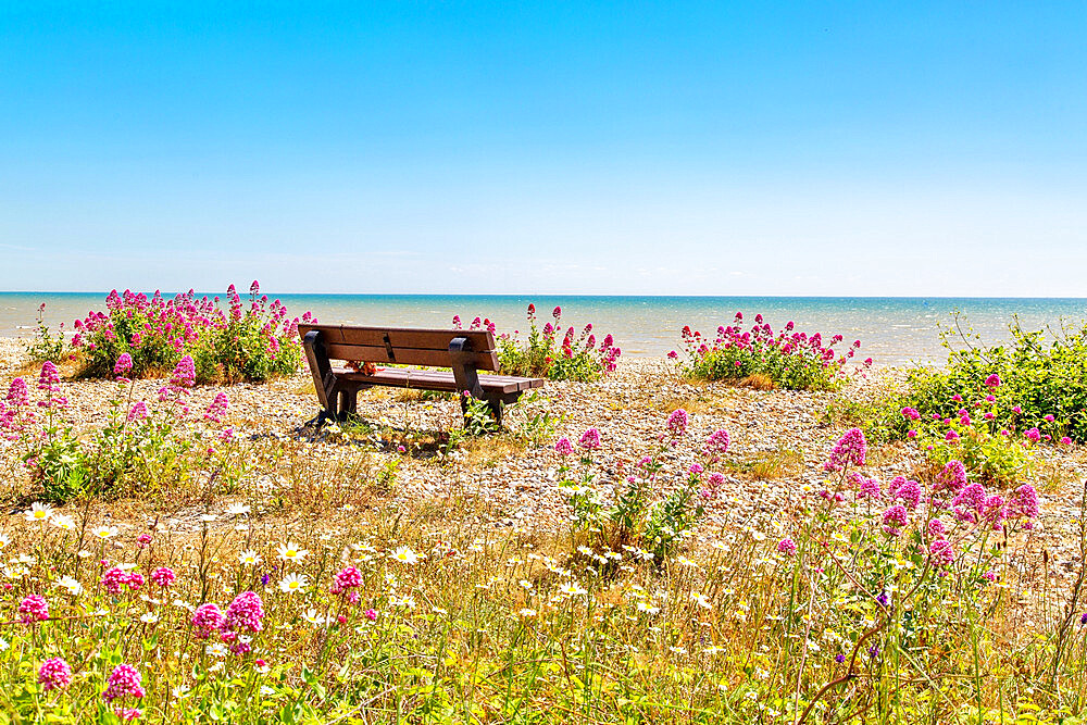 Empty bench amid wildflowers on the shingle beach at Pevensey Bay, East Sussex, England, United Kingdom, Europe