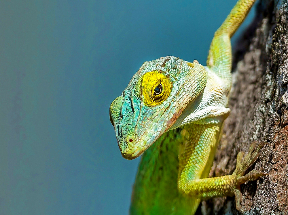 Antiguan Anole lizard (Anolis Leachii) in Bermuda, Atlantic, North America