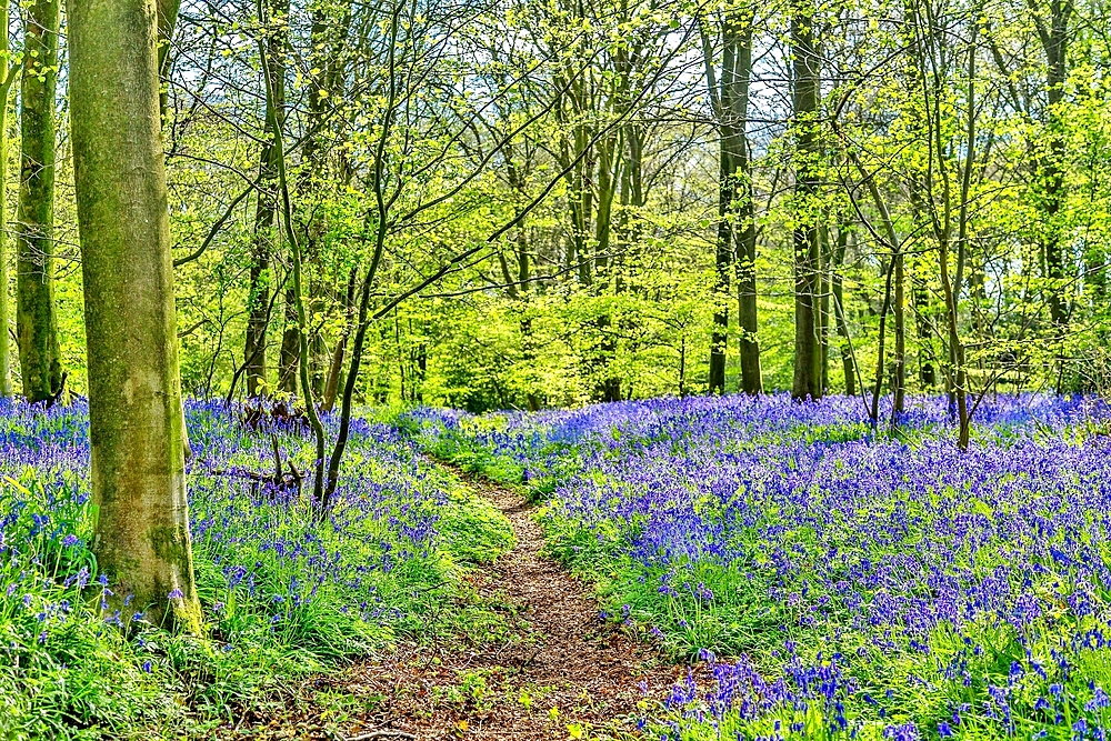 Bluebell wood near Hailsham, East Sussex, England, United Kingdom, Europe