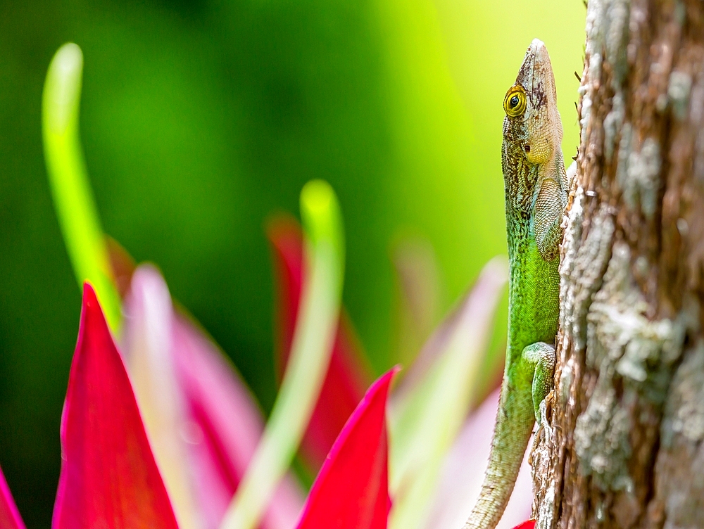 Antiguan Anole lizard (Anolis Leachii) in Smiths, Bermuda, Atlantic, North America