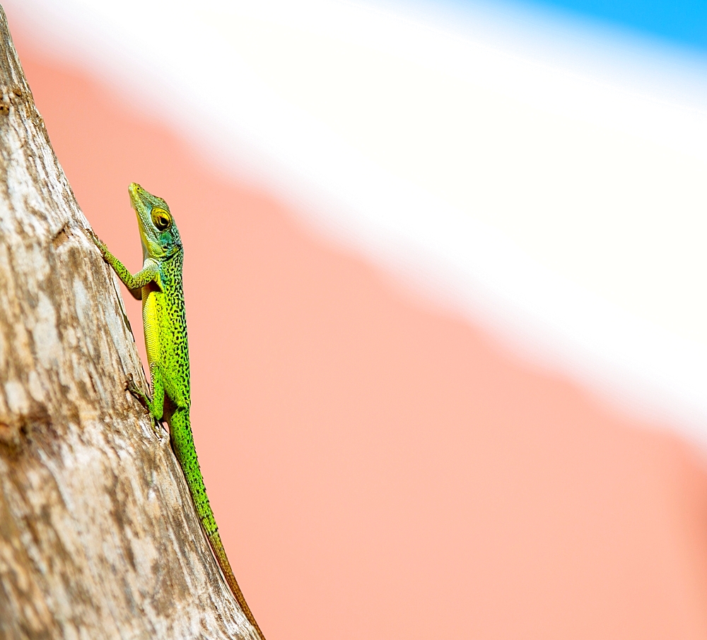 Antiguan Anole lizard (Anolis Leachii) in Smiths, Bermuda, Atlantic, North America