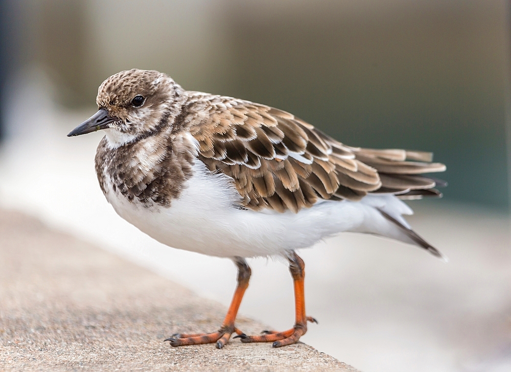 Ruddy Turnstone (Arenaria Interpres), a small cosmopolitan wading bird, Bermuda, Atlantic, North America