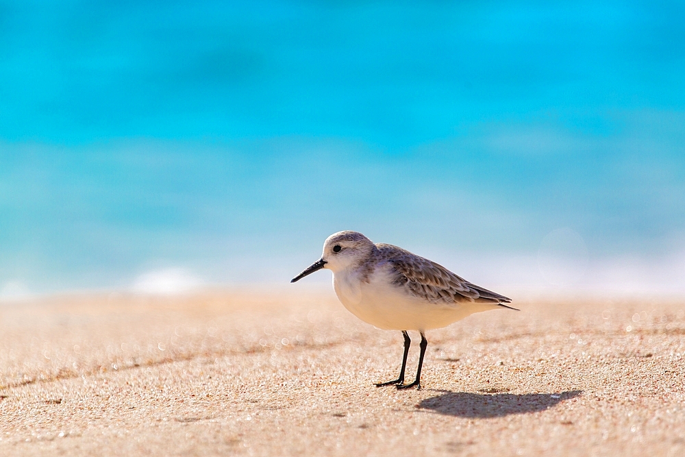 Sandpiper (Scolopacidae), a common wading bird, Bermuda, Atlantic, North America