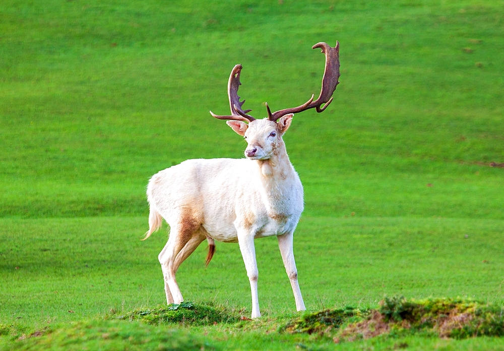 Fallow deer at Knole House, near Sevenoaks. Kent, England, United Kingdom, Europe