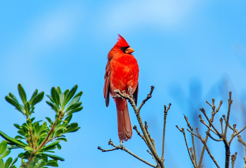 Male Northern Cardinal (Cardinalis cardinalis), a mid sized songbird common in Eastern North America, Bermuda, Atlantic, North America