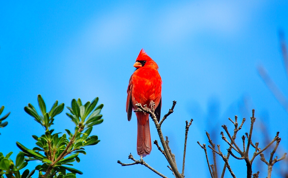 Male Northern Cardinal (Cardinalis cardinalis), a mid sized songbird common in Eastern North America, Bermuda, Atlantic, North America