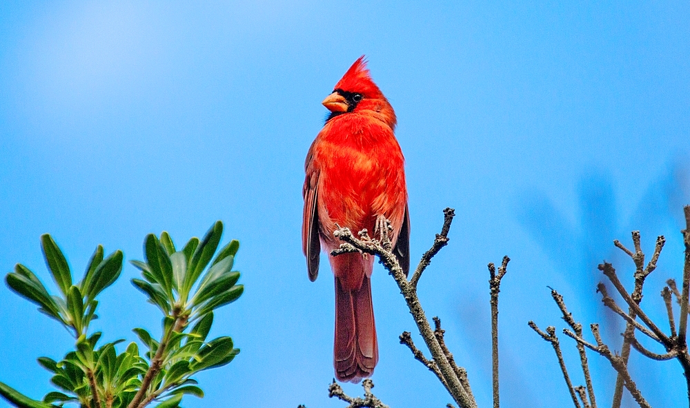 Male Northern Cardinal (Cardinalis cardinalis), a mid sized songbird common in Eastern North America, Bermuda, Atlantic, North America