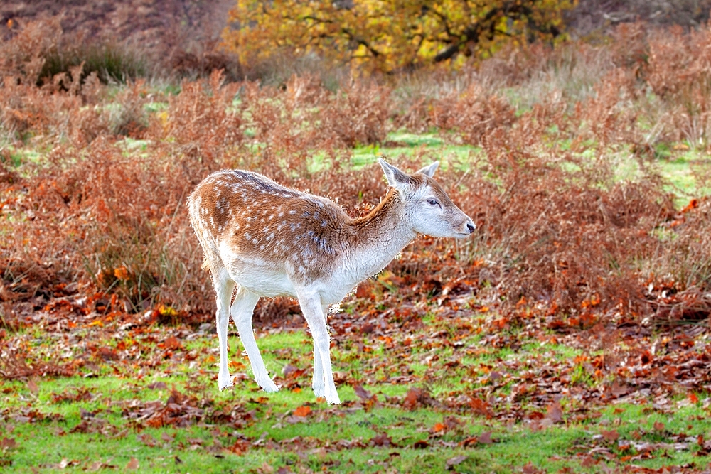 Fallow Deer at Knole Park, near Sevenoaks, Kent, England, United Kingdom, Europe