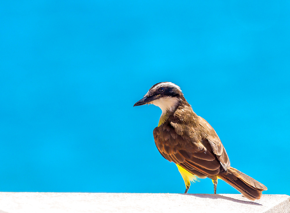 Great Kiskadee, (Pitangus Sulphuratus), a passerine bird common in Central and South America, Bermuda, Atlantic, North America