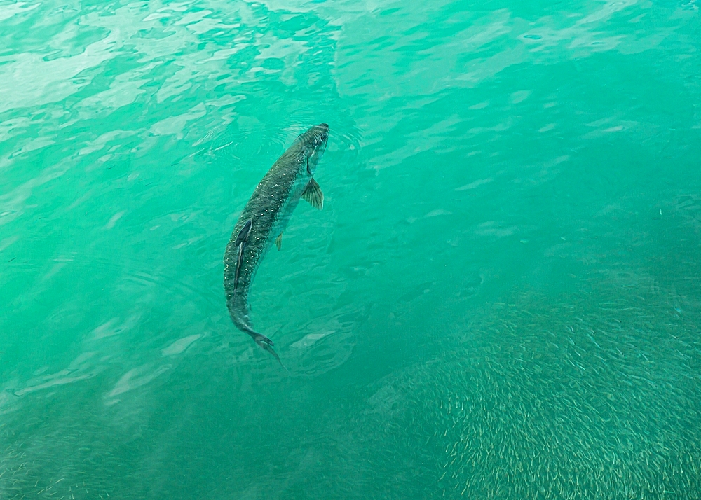 Tarpon (Megalops Atlanticus) chasing fry in Bailey's Bay, Bermuda, Atlantic, North America