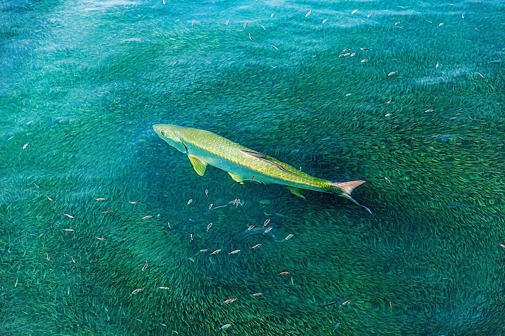 Tarpon (Megalops Atlanticus) chasing fry in Bailey's Bay, Bermuda, Atlantic, North America