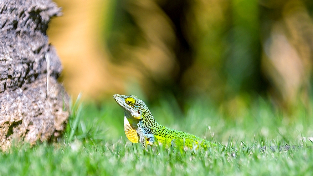 Antiguan Anole Lizard (Anolis Leachii), Bermuda, North Atlantic, North America