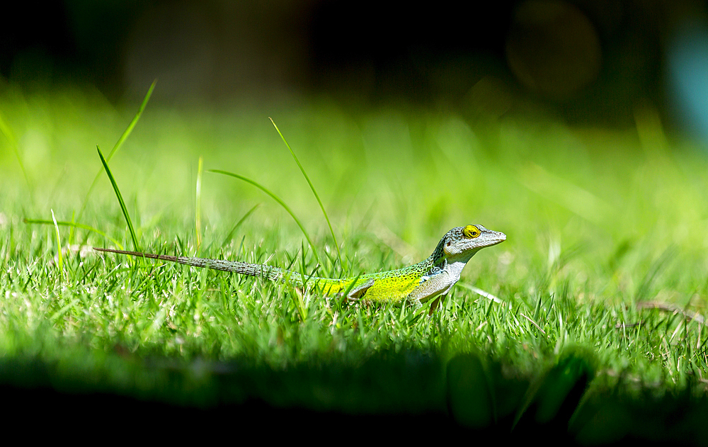 Antiguan Anole Lizard (Anolis Leachii), Bermuda, North Atlantic, North America