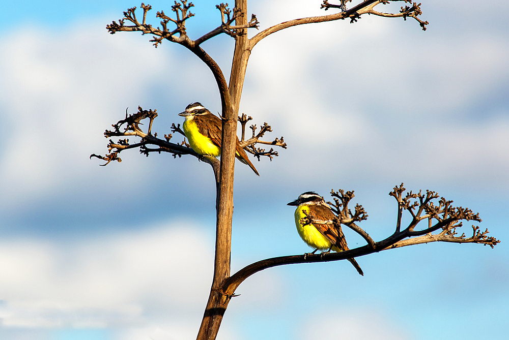 Great Kiskadees (Pitangus Sulphuratus), originally introduced to Bermuda in 1957 to try to control the Anole lizard, Bermuda, Atlantic, Central America