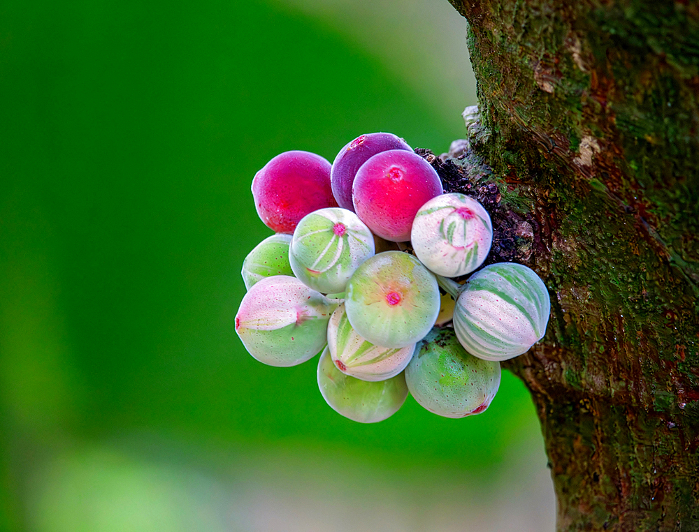 Wild Clown Figs (Ficus Aspera) growing at Southlands Park, Warwick Parish, Bermuda, North Atlantic, North America