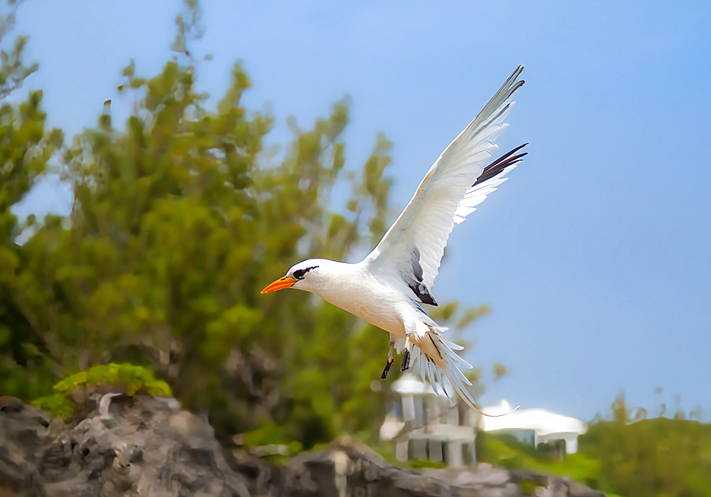 White Tailed Tropicbird (Phaethon lepturus), a seabird known as the Longtail, found in the Pacific, Atlantic and Indian Oceans, Bermda, North Atlantic, North America