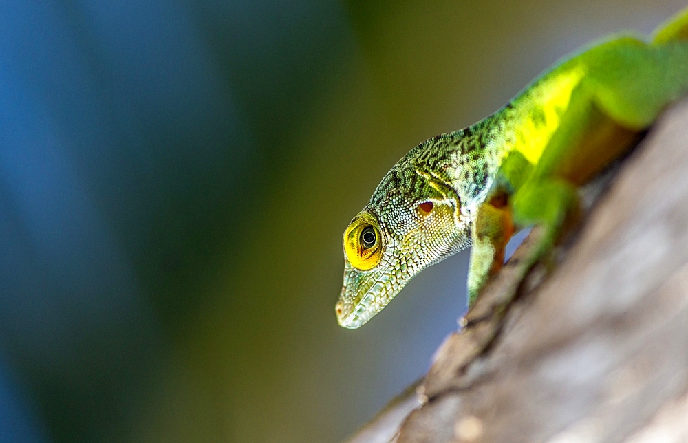 Antiguan Anole Lizard (Anolis Leachii), Bermuda, North Atlantic, North America