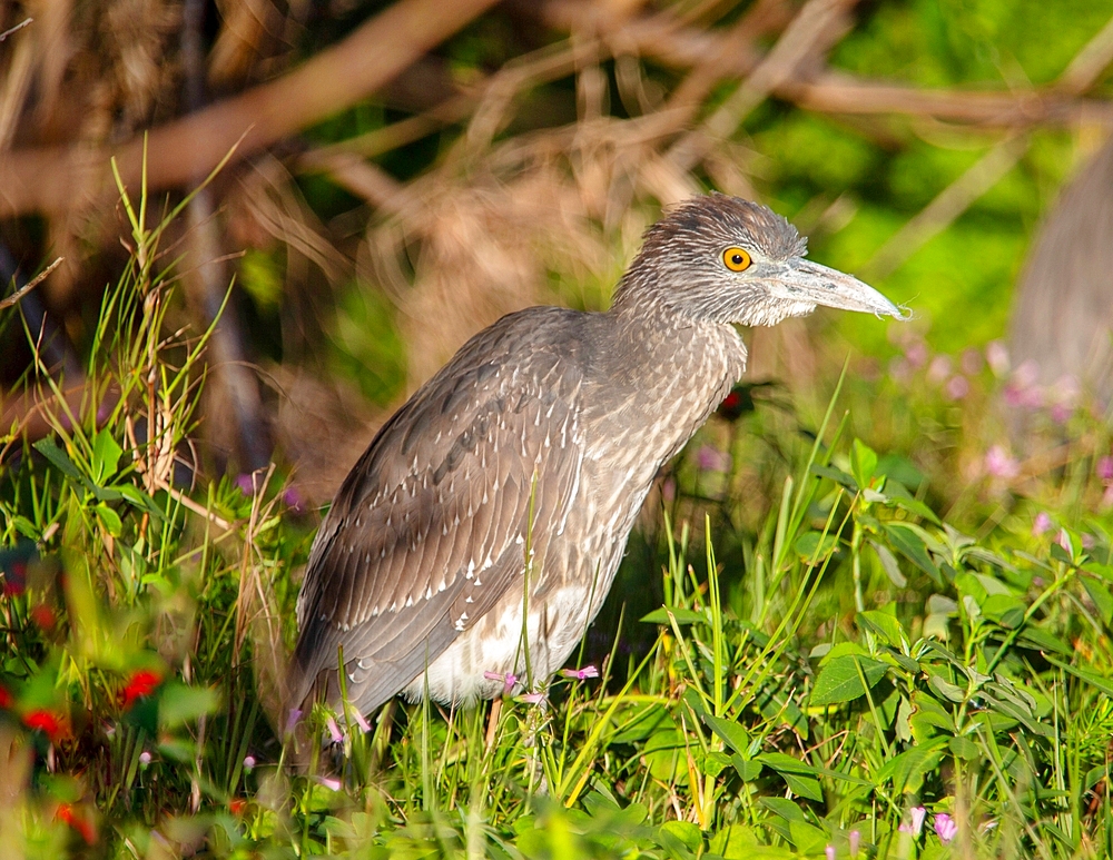 Juvenile Yellow Crowned Night Heron (Nyctanassa violacea), Bermuda, North Atlantic, North America