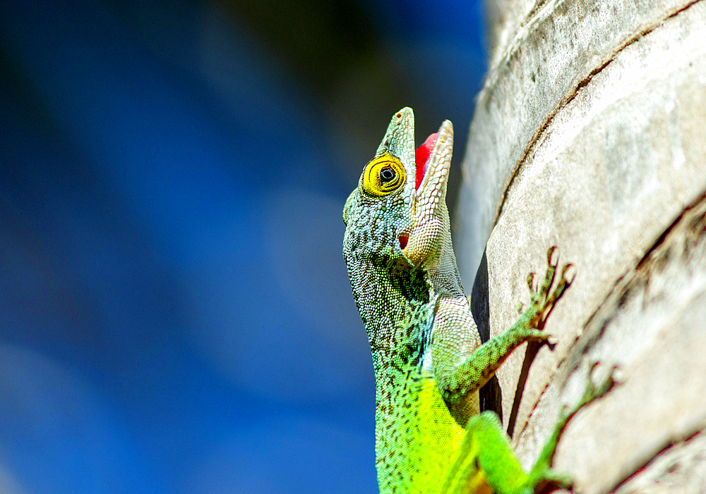 Antiguan Anole Lizard (Anolis Leachii), Bermuda, North Atlantic, North America