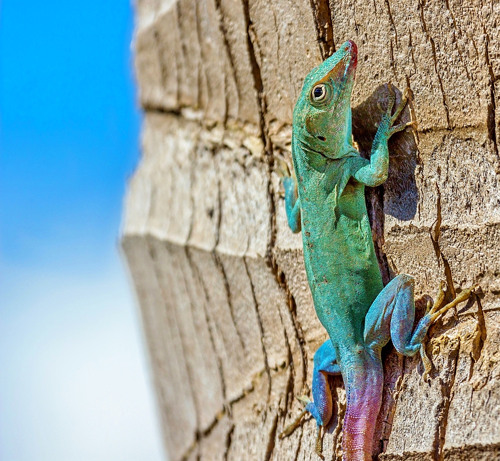 Jamaican Anole Lizard (Anolis Grahami) introduced to Bermuda in 1905 to eat fruit flies, Bermuda, North Atlantic, North America