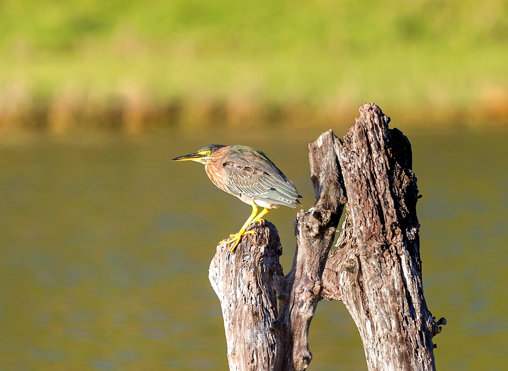 Green Heron (Butorides virescens) at Spittal Pond, Smiths, Bermuda, North Atlantic, North America