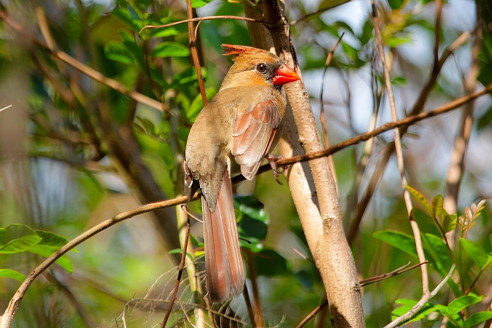 Female Northern Cardinal (Cardinalis cardinalis), Bermuda, North Atlantic, North America