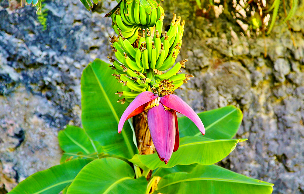 Banana Plant with fruit growing from it, Bermuda, North Atlantic, North America