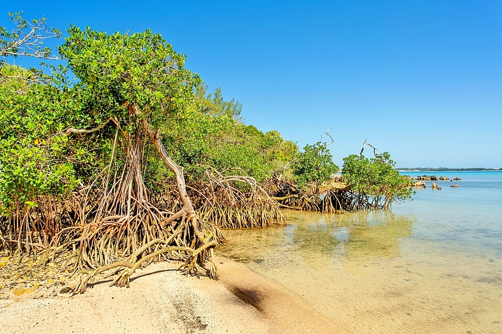 Mangrove Trees at Blue Hole Park, Hamilton Parish, Bermuda, North Atlantic, North America