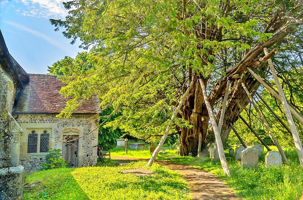 The Wilmington Yew, a yew tree believed to be at least 1600 years old, in the churchyard of St. Mary and St. Peter, Wilmington, East Sussex, England, United Kingdom, Europe