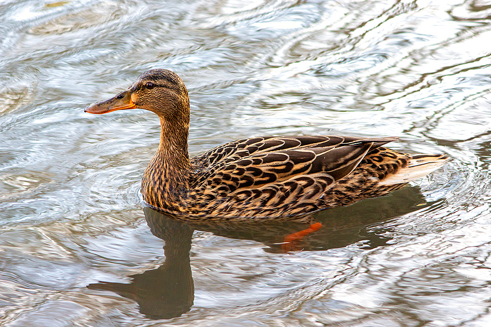 Female Mallard Duck (Anas platyrhynchos), East Sussex, England, United Kingdom, Europe