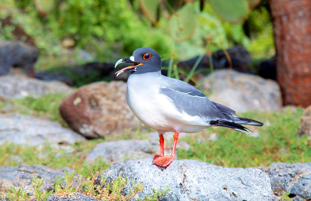 Adult Swallow-Tailed Gull, showing breeding season red rimmed eye, a nocturnal equatorial seabird, found almost exclusively in the Galapagos Islands, UNESCO World Heritage Site, Ecuador, South America