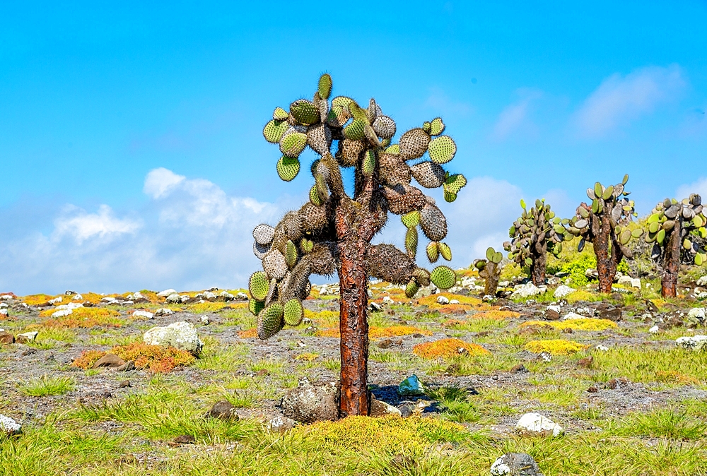 Giant Prickly Pear Cactus (Opuntia cacti) on South Plaza, Galapagos Islands, UNESCO World Heritage Site, Ecuador, South America